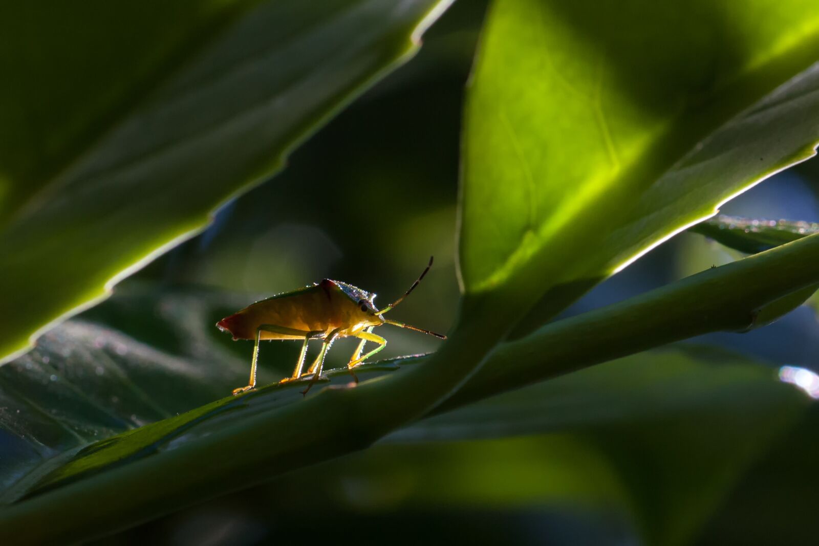 Canon EOS 40D sample photo. Bug, nature, insect photography