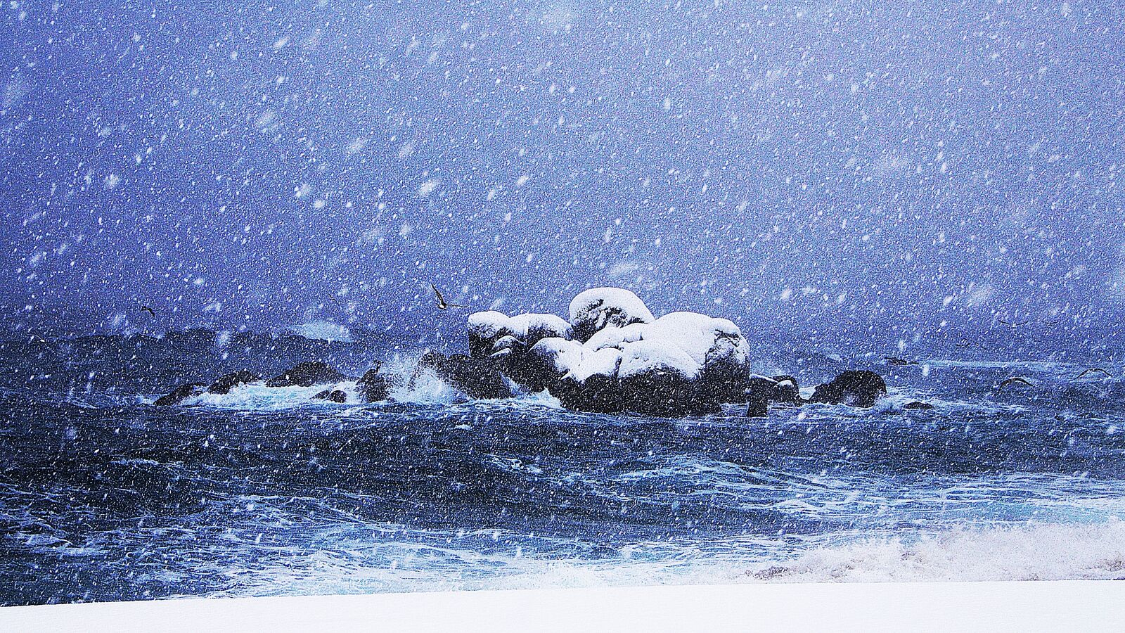 Nikon D2Xs sample photo. Sea, winter, nature photography