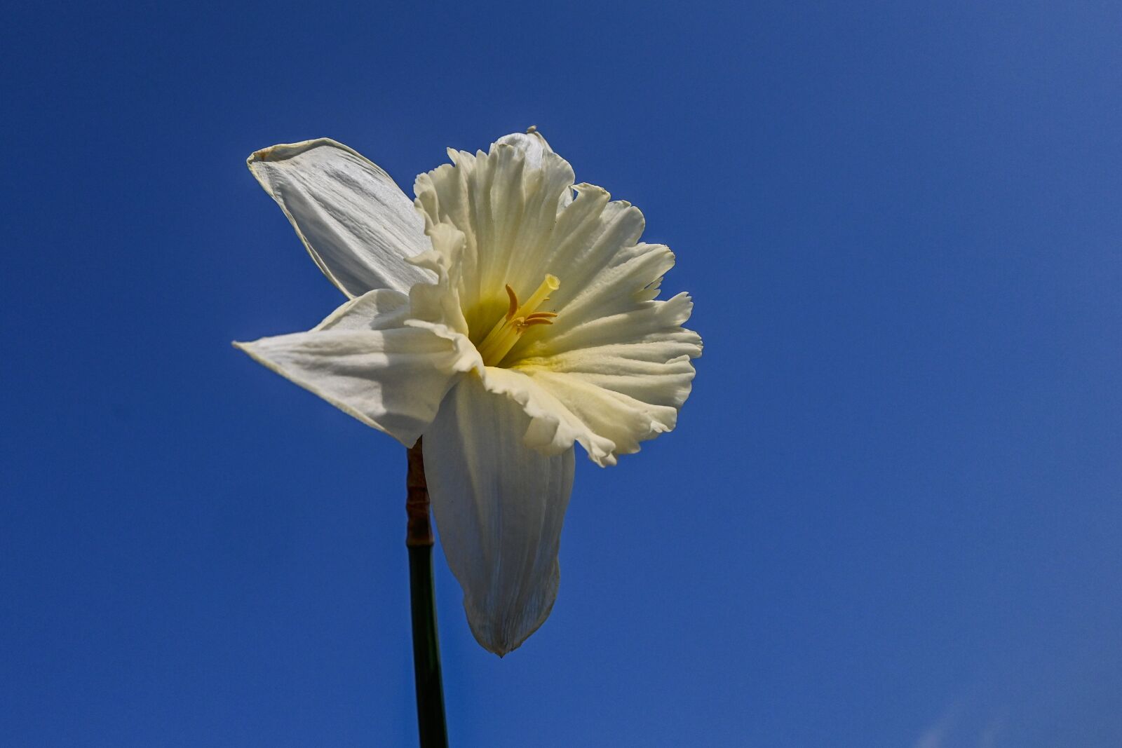 Nikon Z 50 sample photo. Spring flower, garden, nature photography
