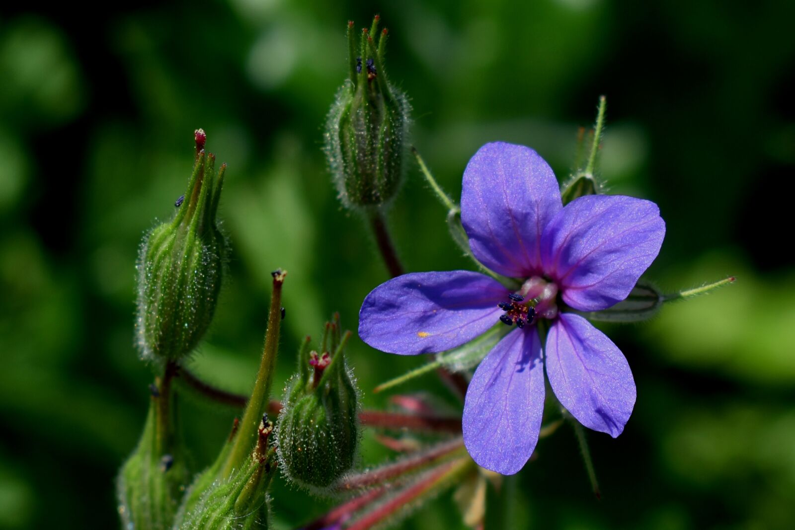 Nikon D3500 sample photo. Flower, blue, buds photography