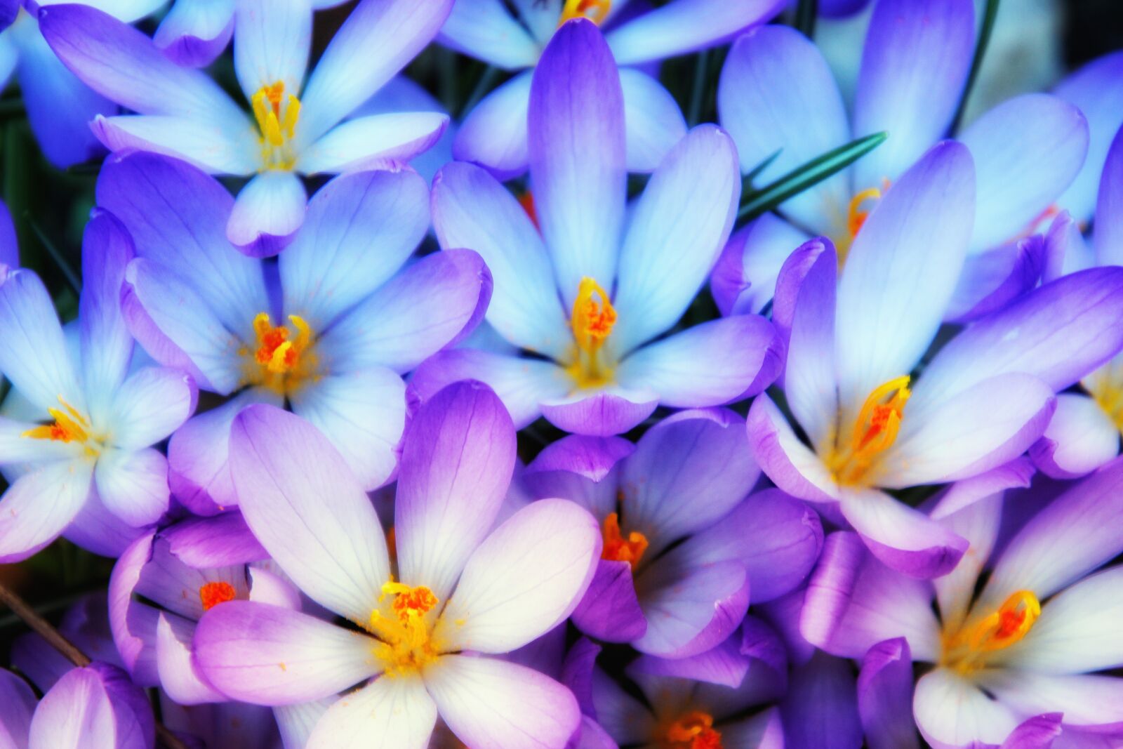 Canon EOS 1300D (EOS Rebel T6 / EOS Kiss X80) sample photo. Crocus, spring, early bloomer photography