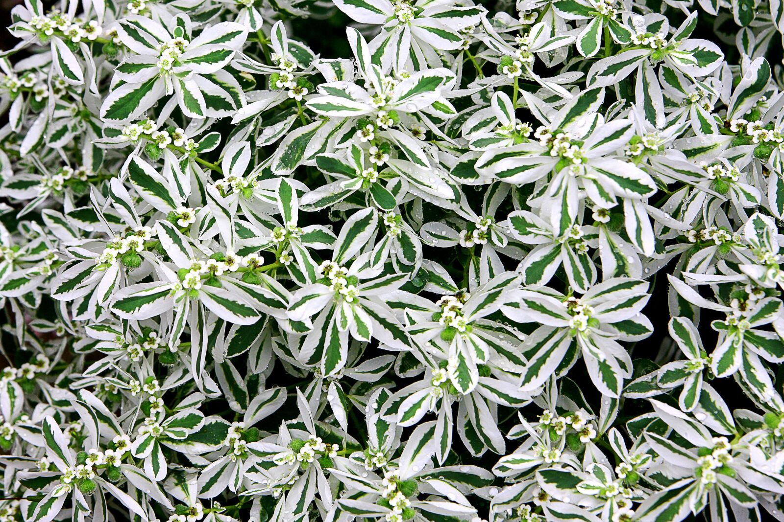 Canon EOS 40D sample photo. Flowers, a flower garden photography