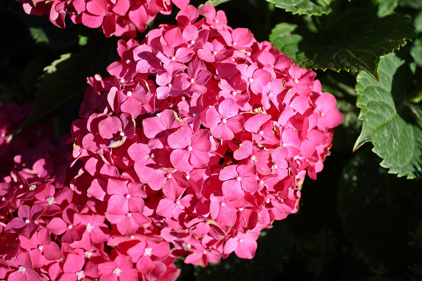 Canon EOS 450D (EOS Rebel XSi / EOS Kiss X2) sample photo. Hydrangea, a flower garden photography