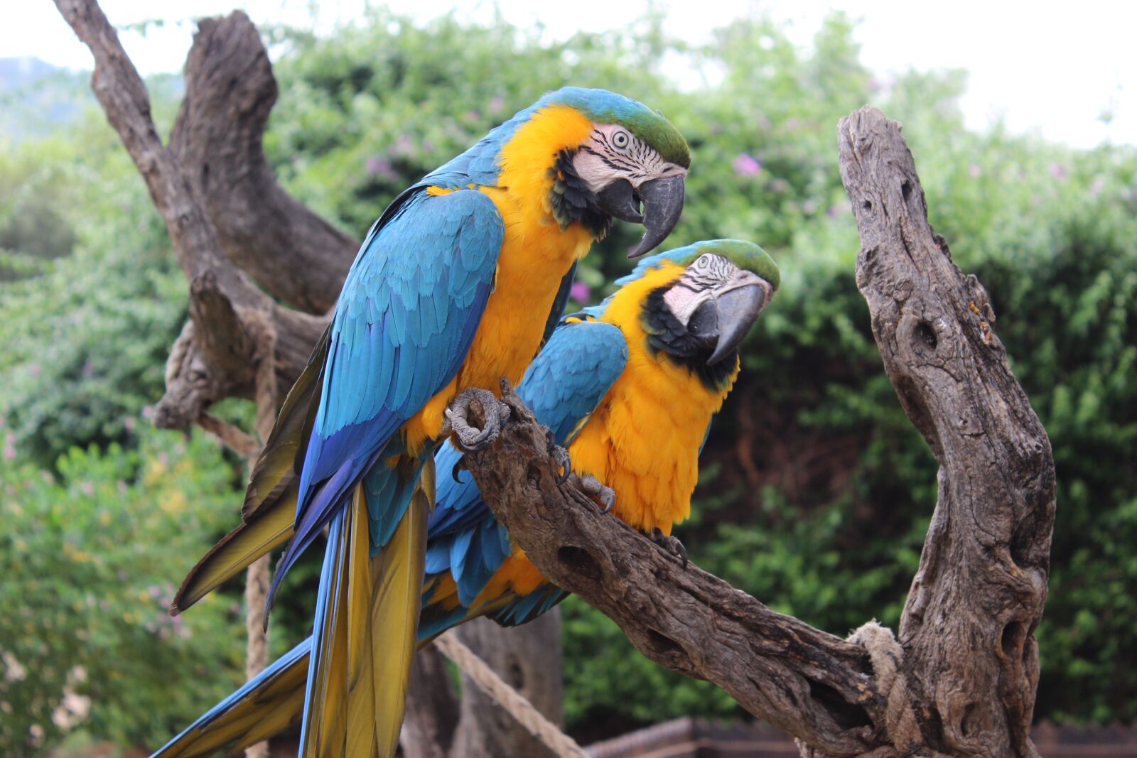 Canon EOS 600D (Rebel EOS T3i / EOS Kiss X5) sample photo. Birds, parrot, animal photography