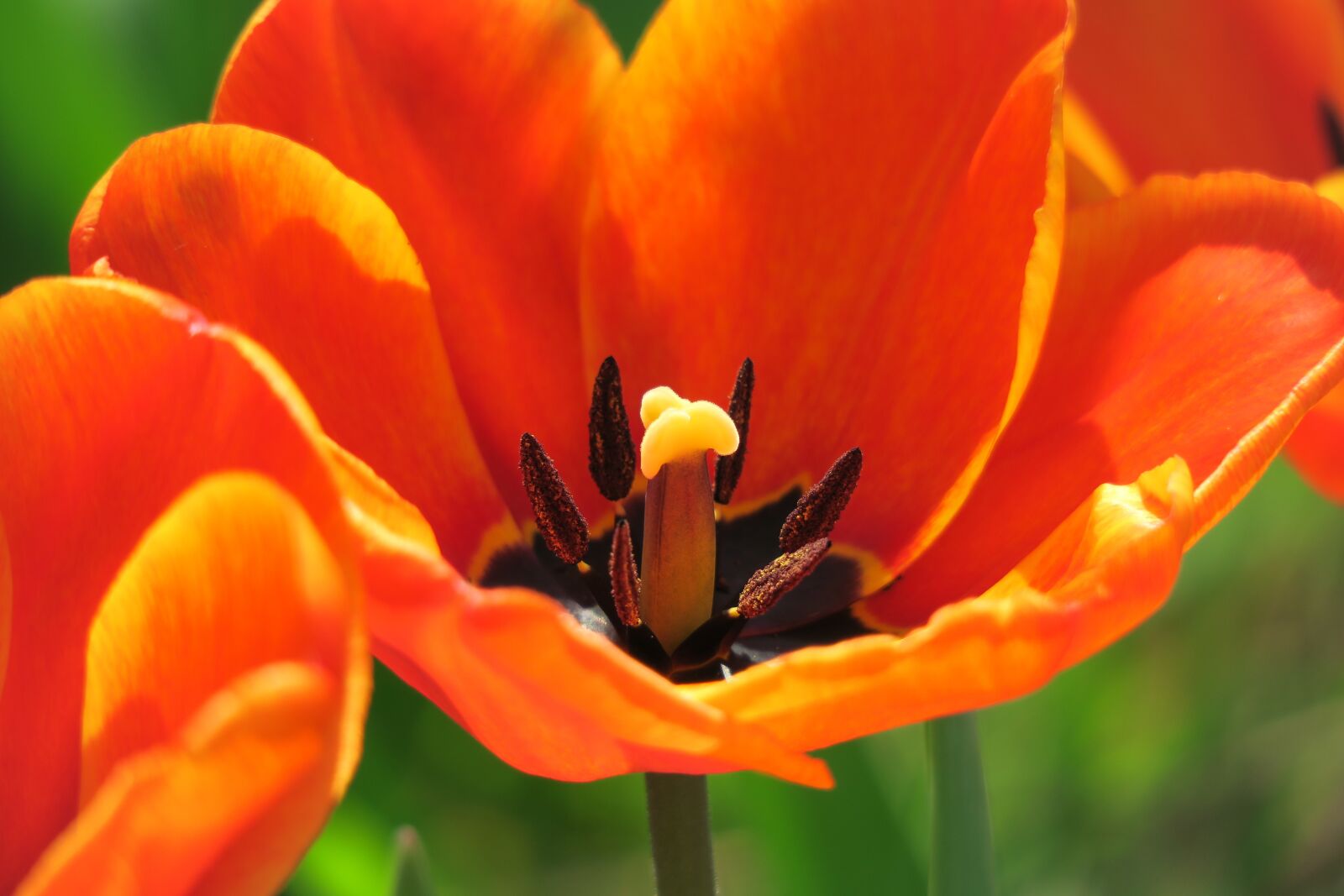 Canon PowerShot G3 X sample photo. Tulip, blossom, bloom photography