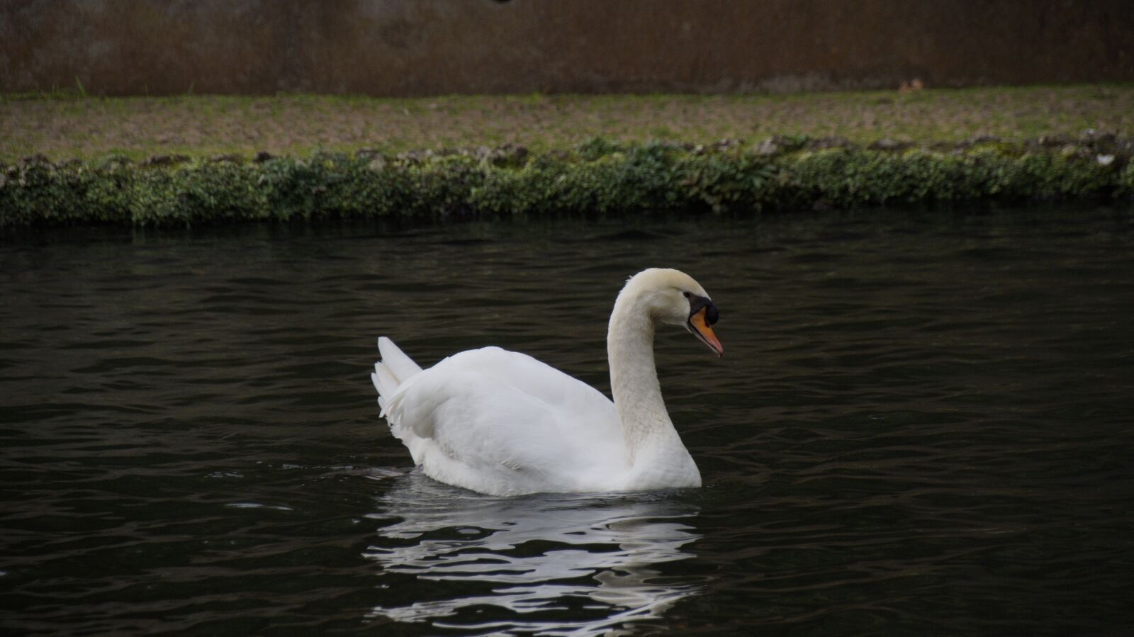 Sony SLT-A58 sample photo. Swan, lake, nature photography