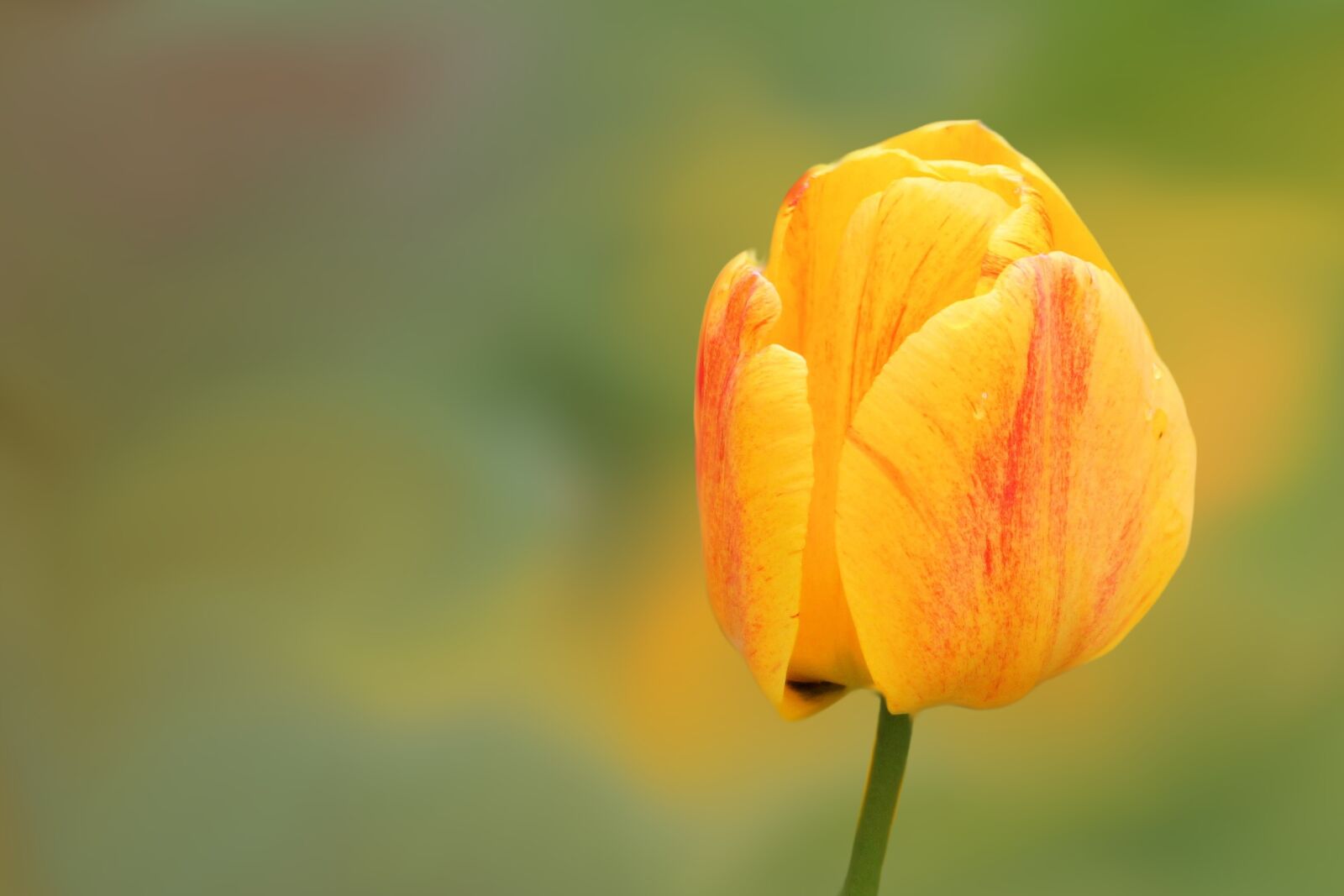 Canon EOS 1100D (EOS Rebel T3 / EOS Kiss X50) sample photo. Flower, blossom, bloom photography