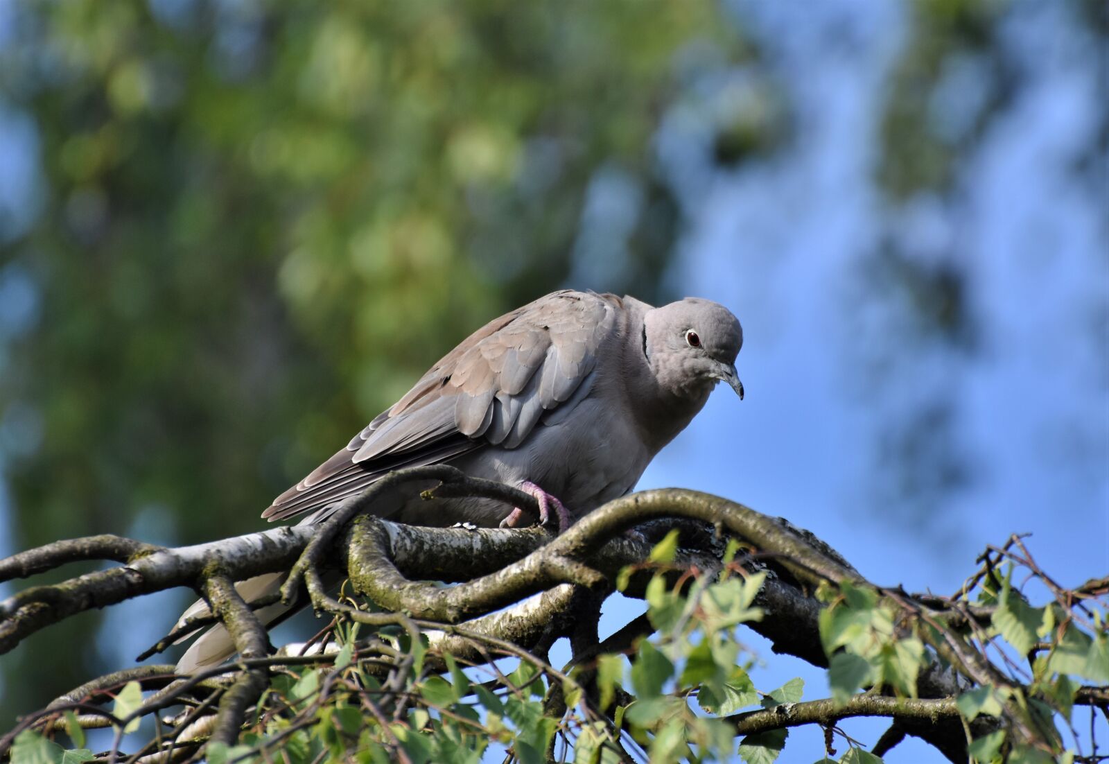 Nikon D7200 sample photo. Dove, collared, bird photography