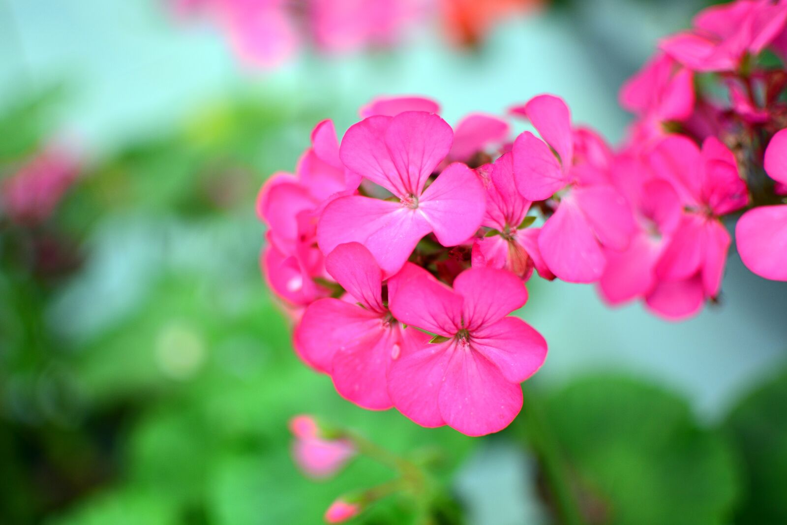 Nikon D7100 sample photo. Flower, yen, tu photography