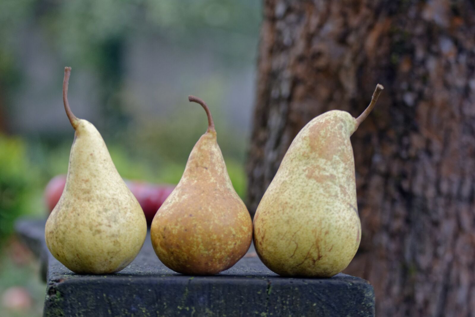 Nikon D5200 sample photo. Autumn, pear, pears photography