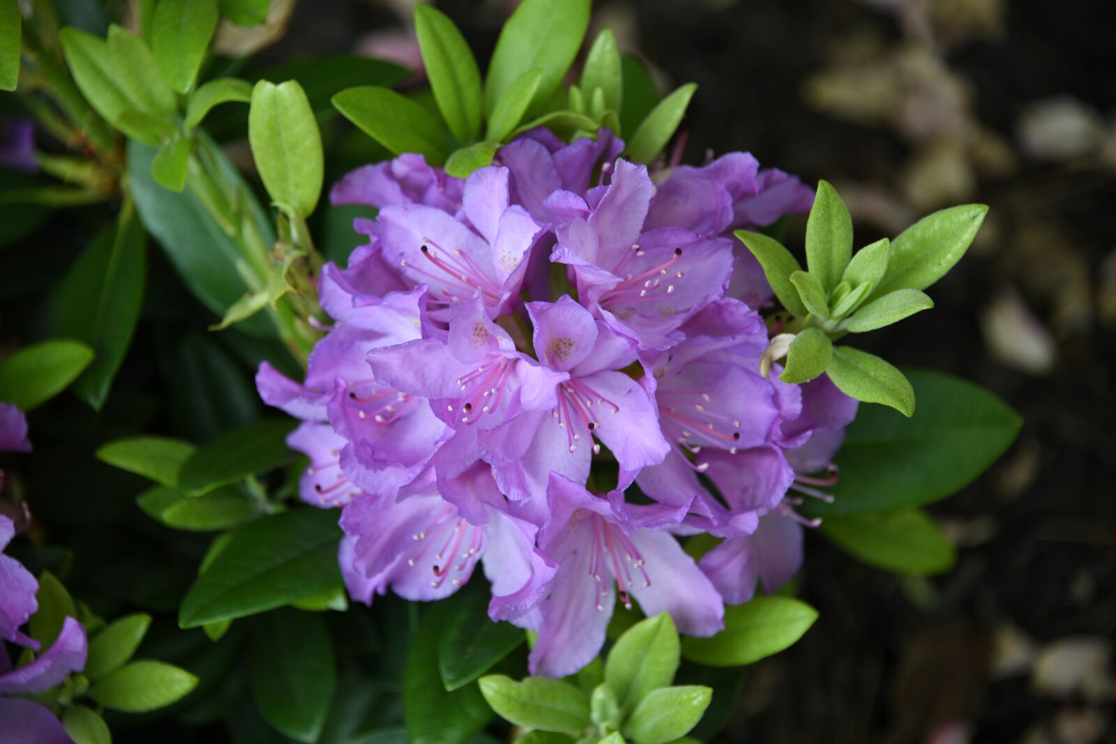 Nikon D850 sample photo. Azalea, purple, pink photography