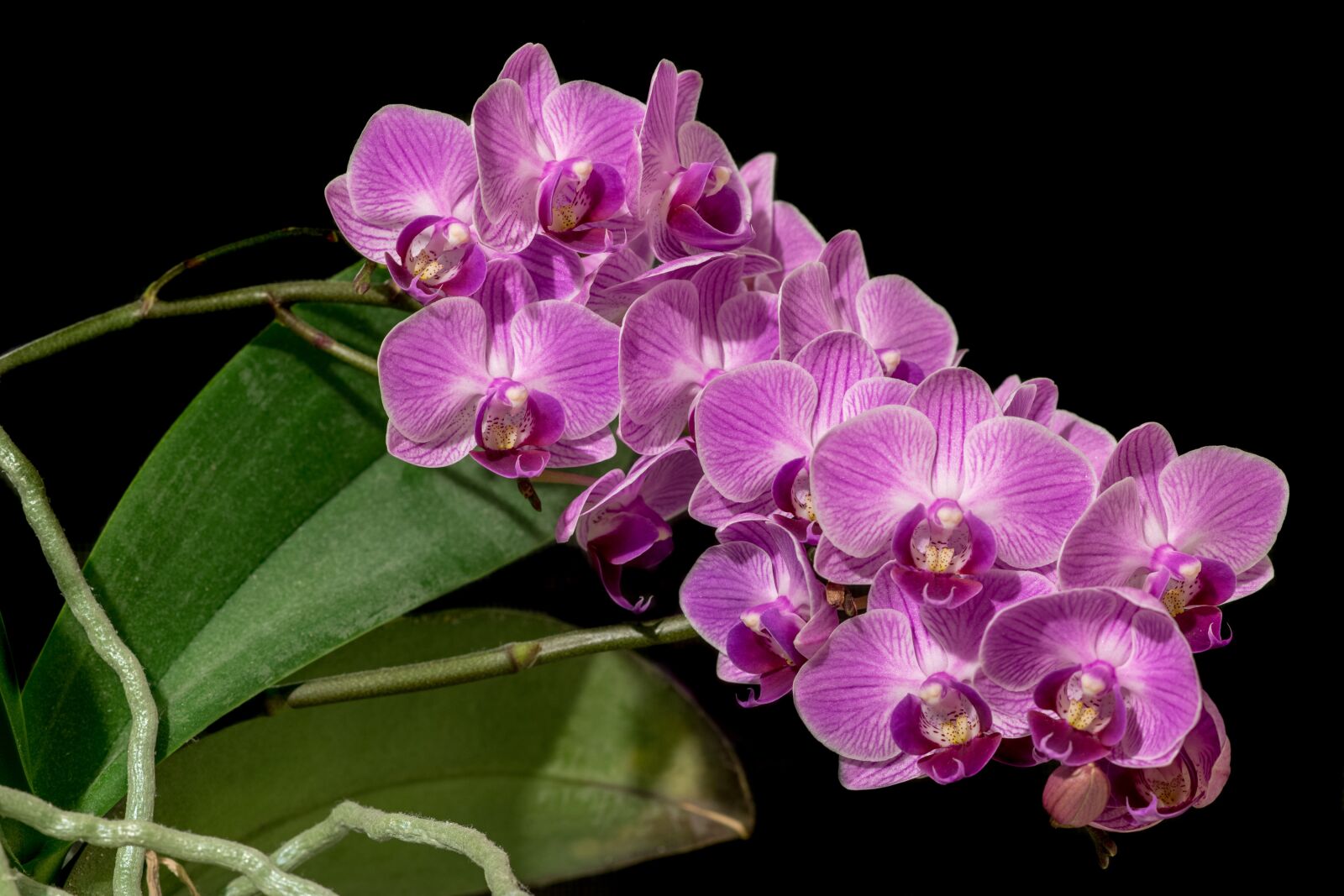 Nikon D850 sample photo. Phalaenopsis, orchid, flower photography