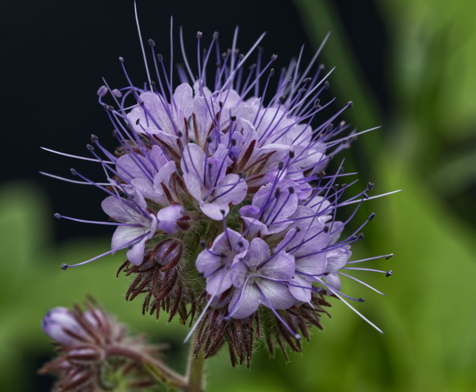 Nikon D5500 sample photo. Purple, flower, blossom photography