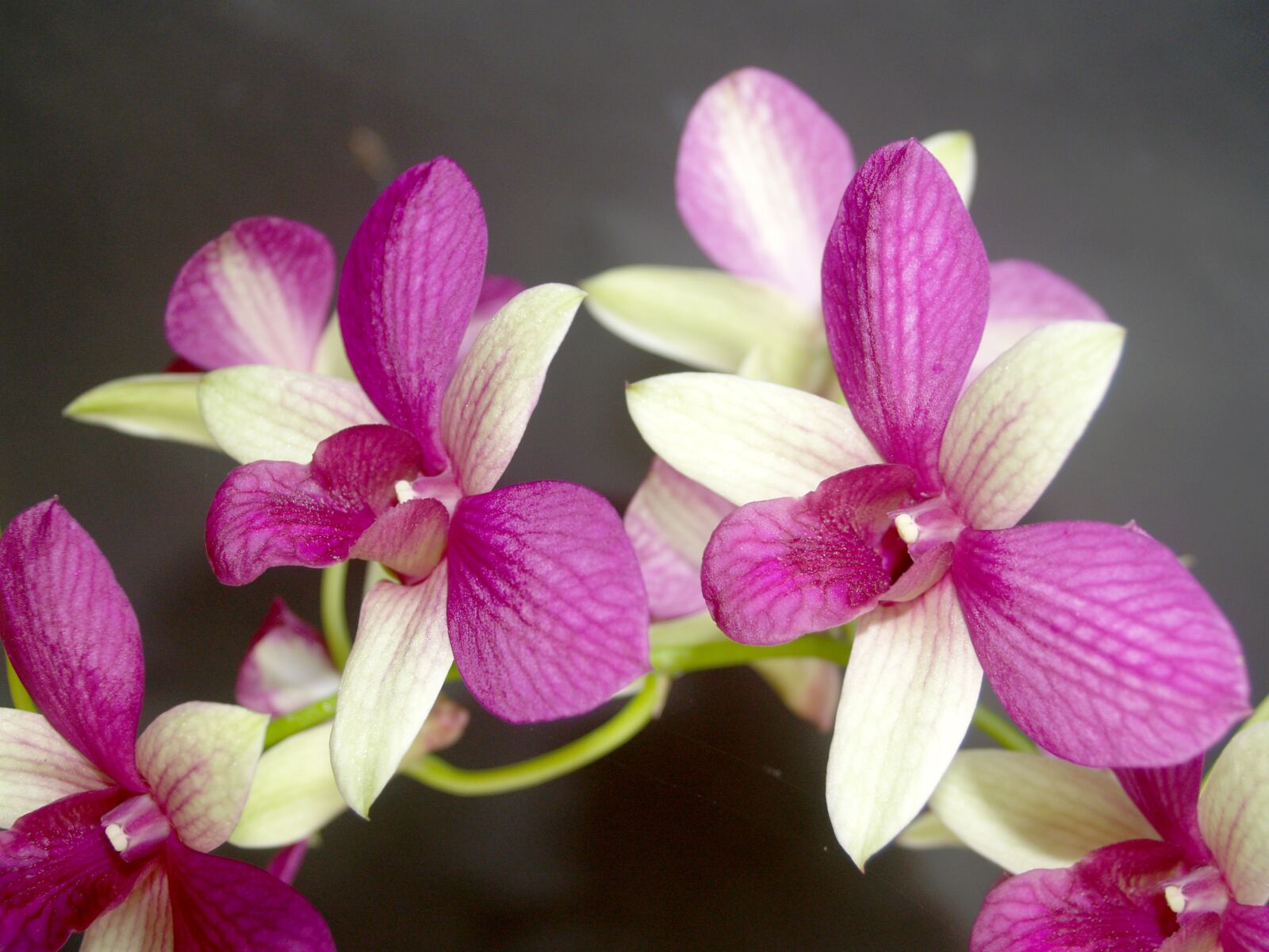 Olympus E-300 (EVOLT E-300) sample photo. Orchid, flower, tropical photography