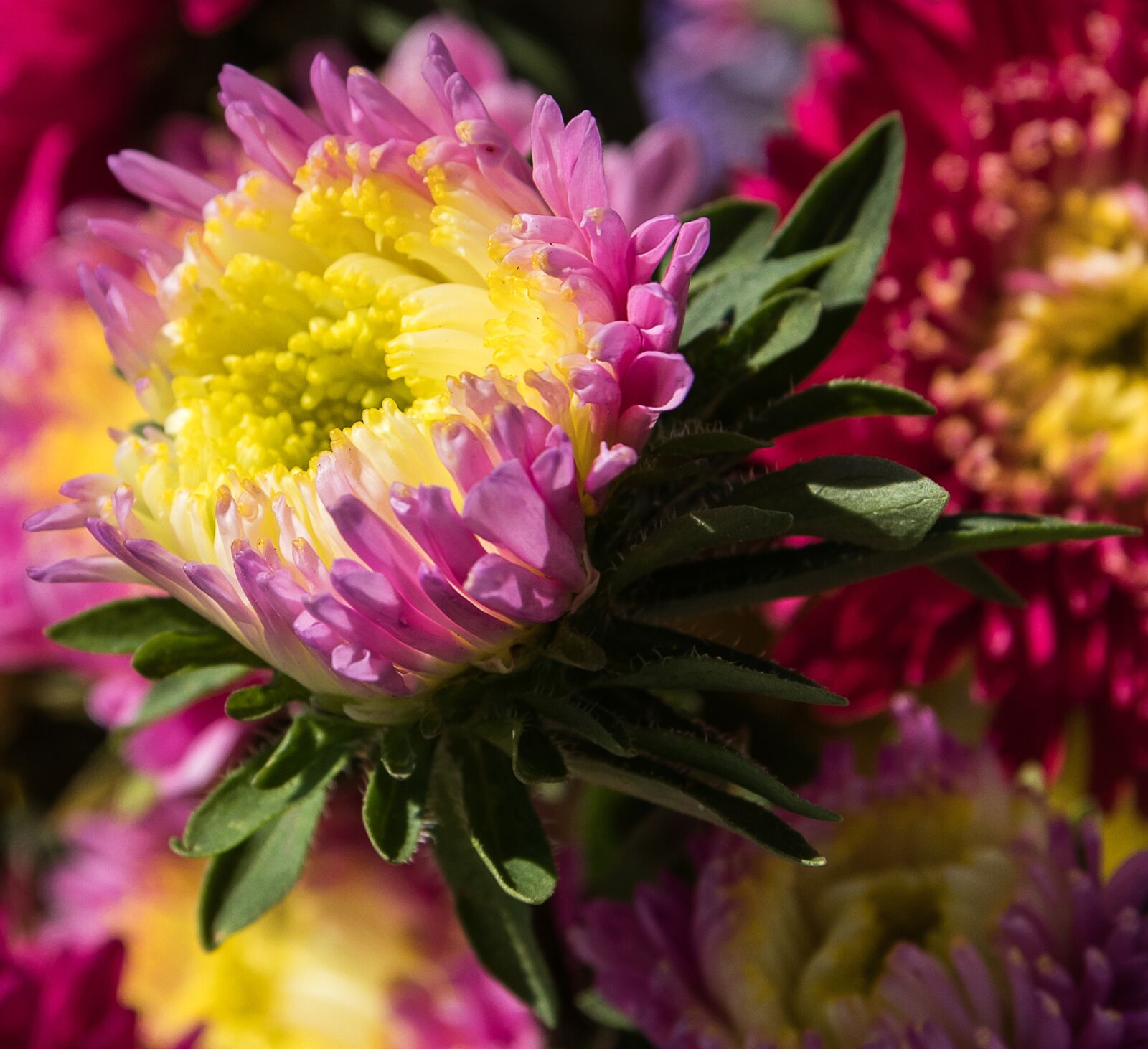 Canon EOS 80D sample photo. Aster, flower, ornamental flower photography