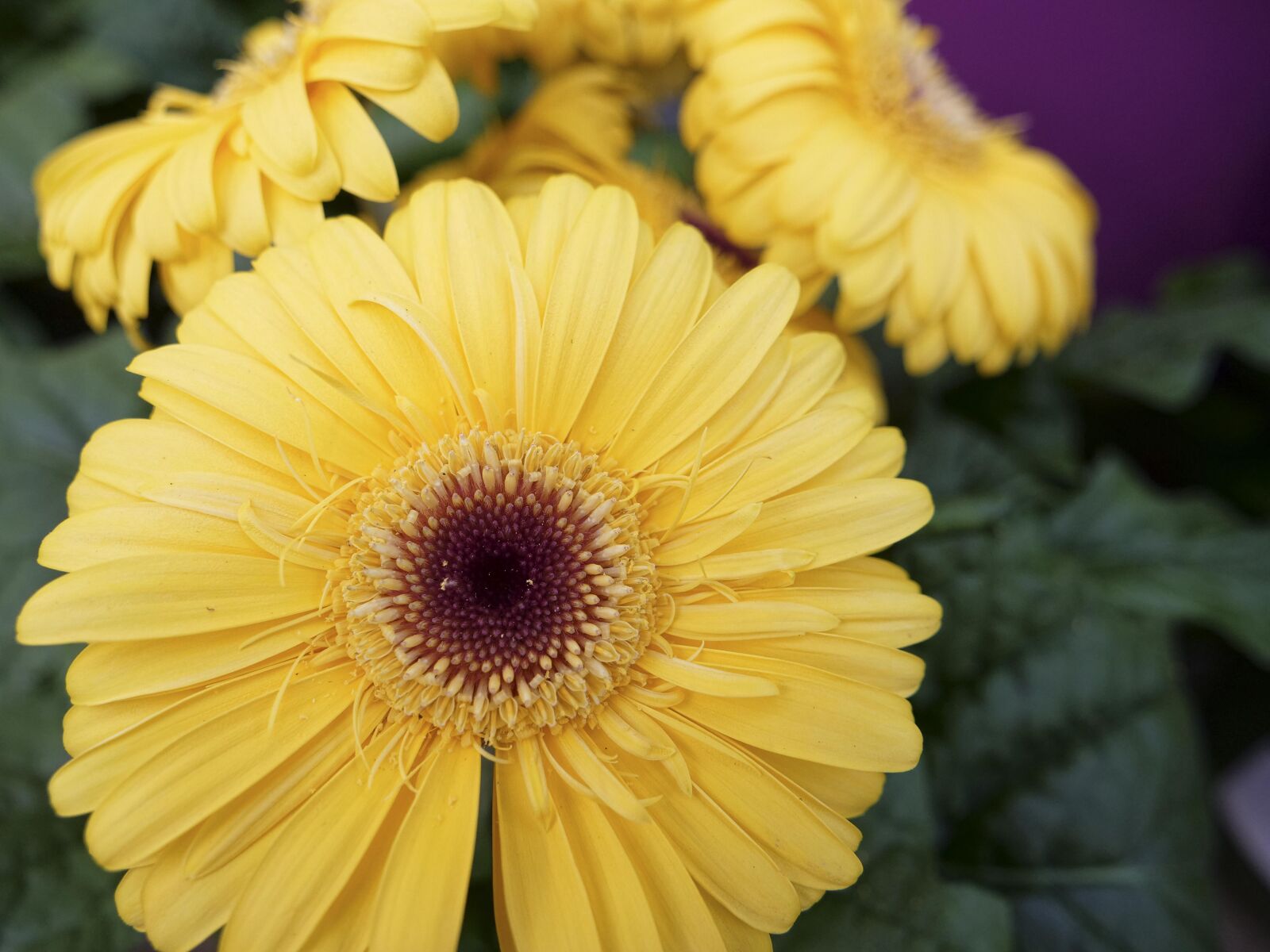 LEICA DG 12-60/F2.8-4.0 sample photo. Nature, flower, flora photography