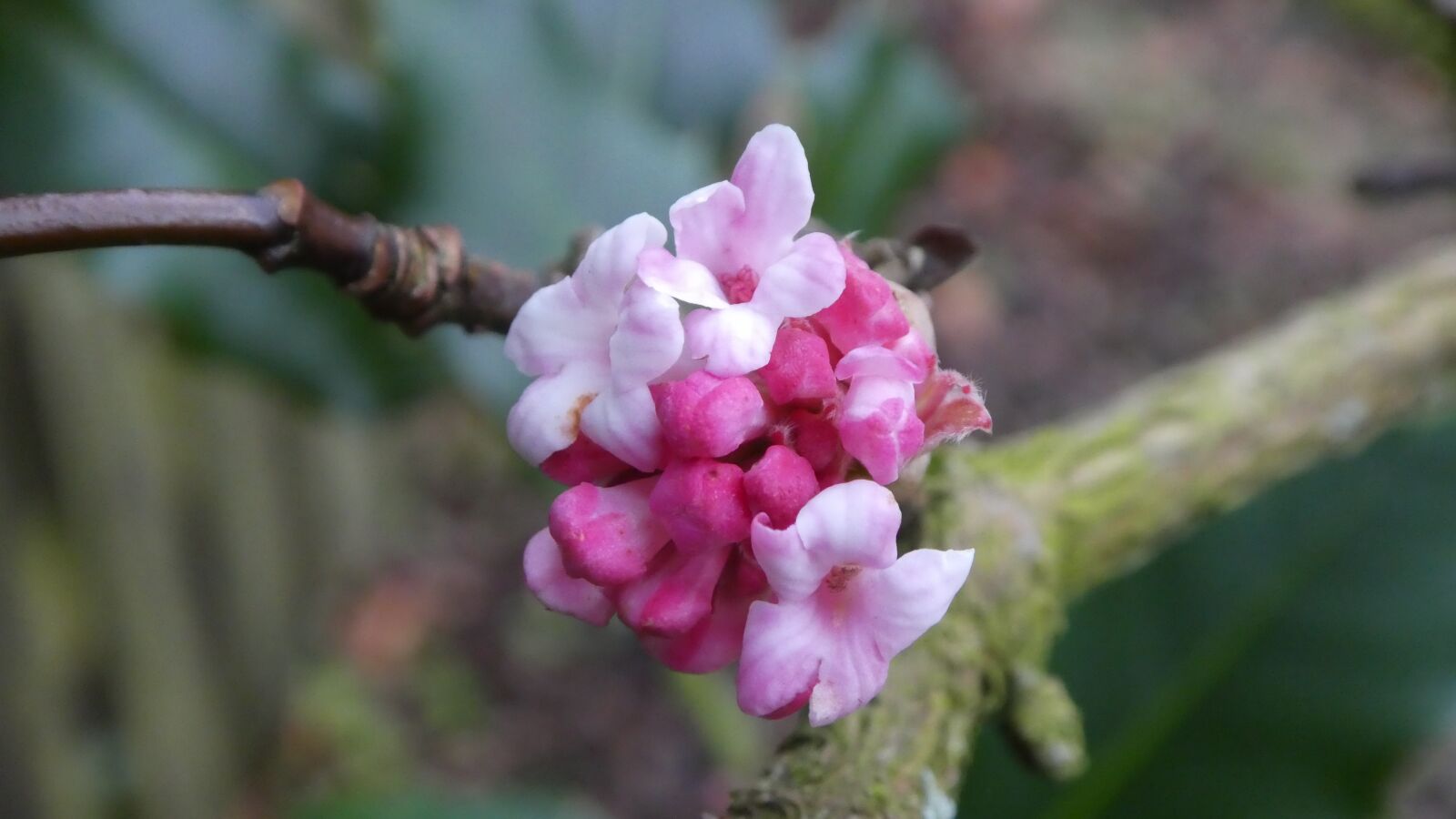 Panasonic DMC-TZ81 sample photo. Pink flower, close up photography
