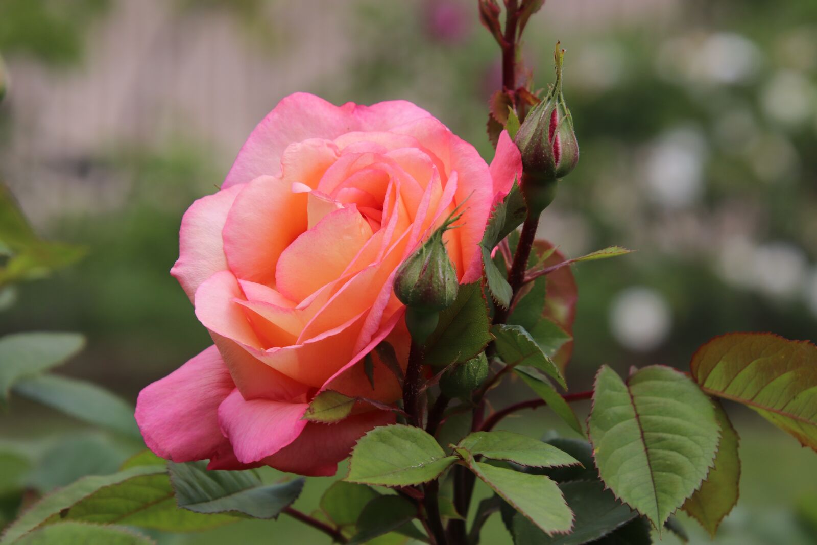 Canon EOS 800D (EOS Rebel T7i / EOS Kiss X9i) sample photo. Pink, roses, spring photography