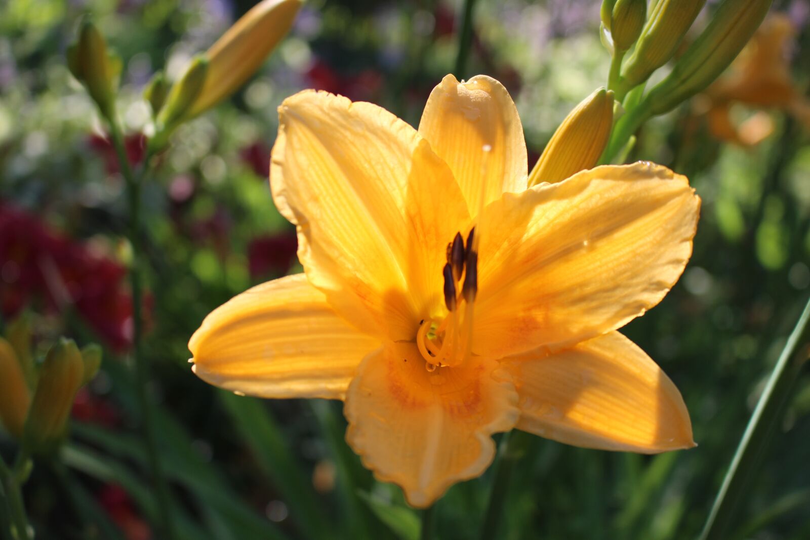 Canon EOS 700D (EOS Rebel T5i / EOS Kiss X7i) sample photo. Yellow lily, flower, yellow photography