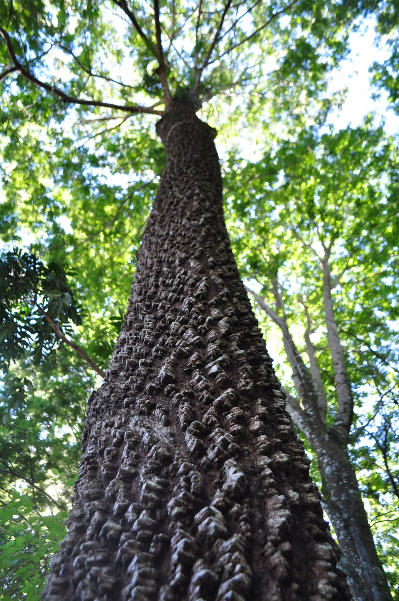 Nikon D5000 sample photo. Tree, leaves, flying photography
