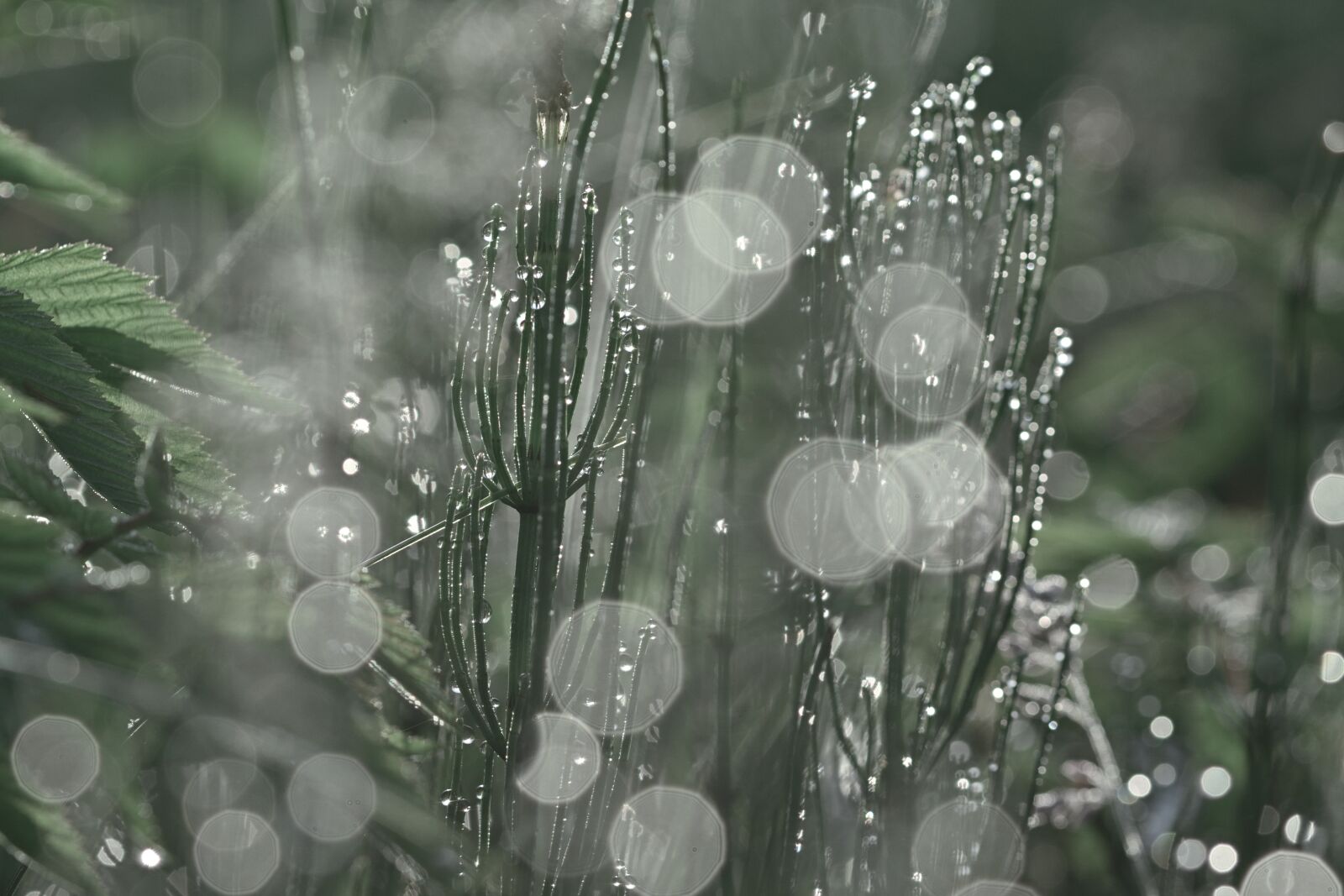 Nikon D5200 sample photo. Meadow, rain, drip photography