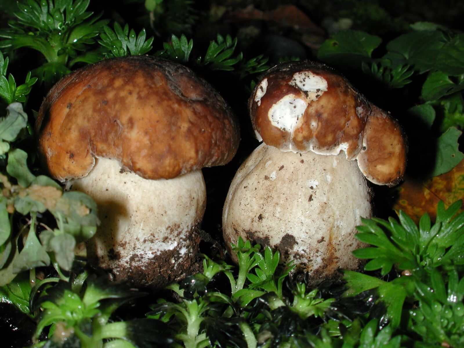 Nikon E990 sample photo. Fungus, champignon, wood, mushroom photography