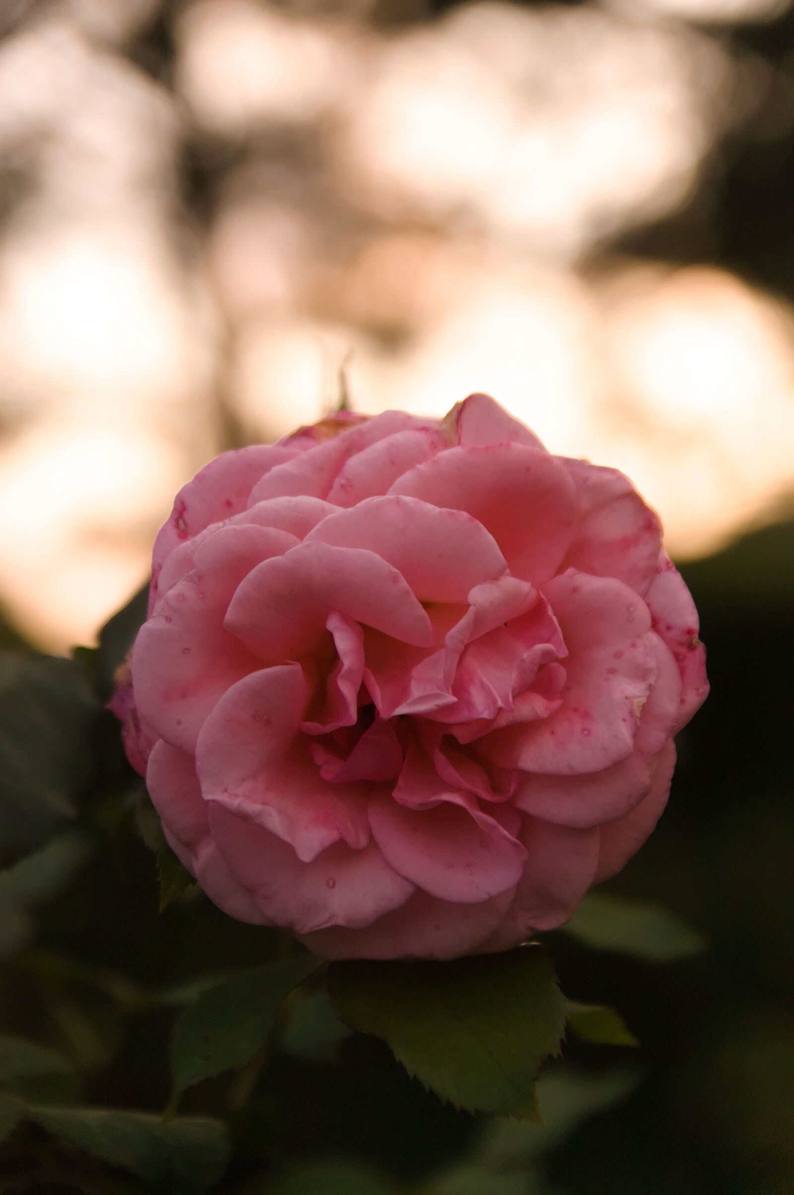 Pentax *ist DS sample photo