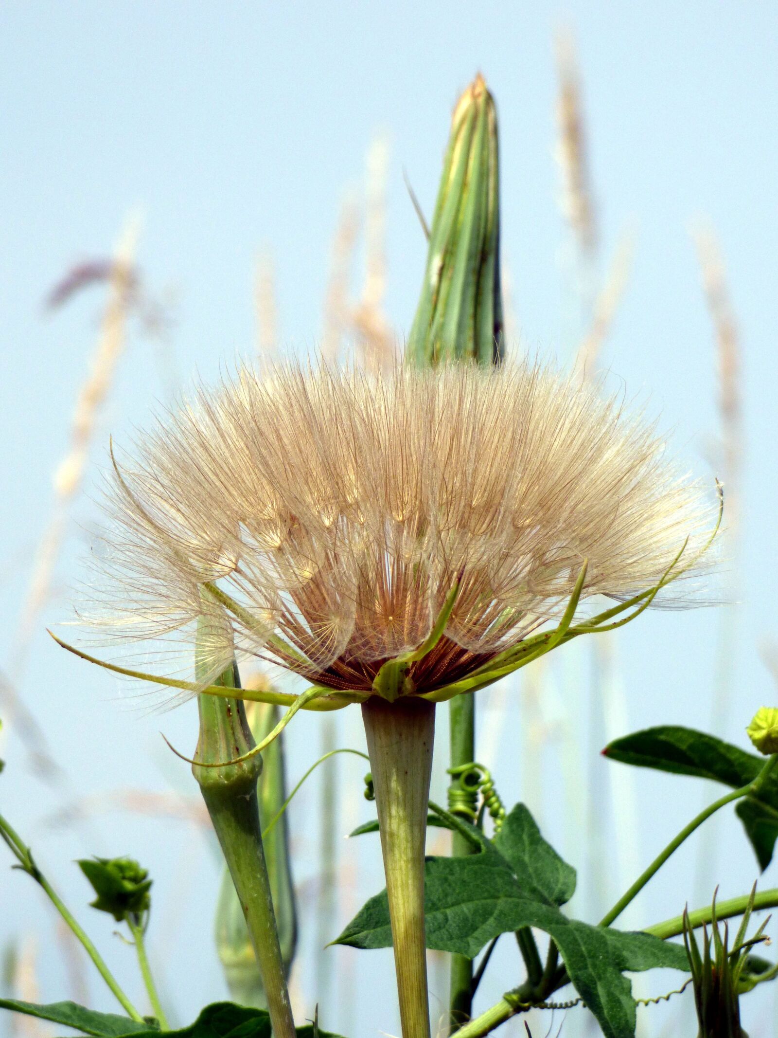 Panasonic DMC-FZ72 sample photo. Thistle, flower, leaf photography