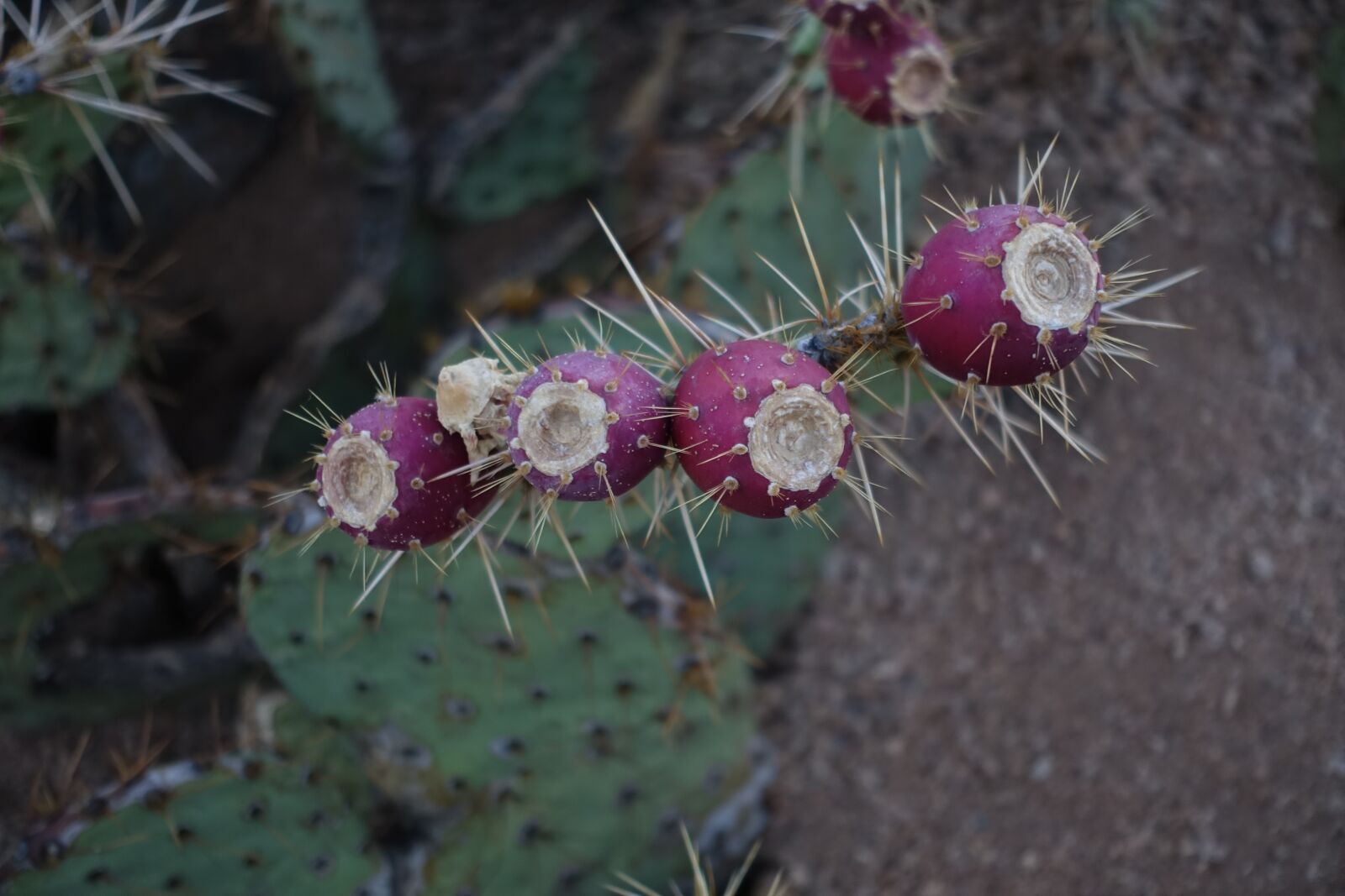 Sony Cyber-shot DSC-RX100 III sample photo. Cactus, bloom, desert photography