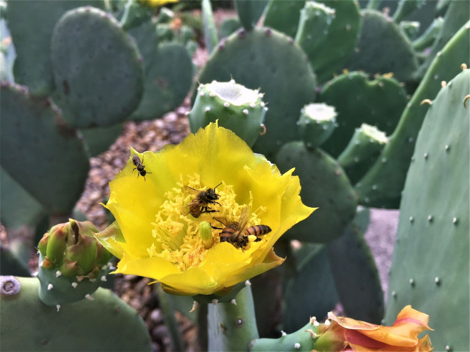 iPhone 6 Plus back camera 4.15mm f/2.2 sample photo. Insects, macro, bees photography
