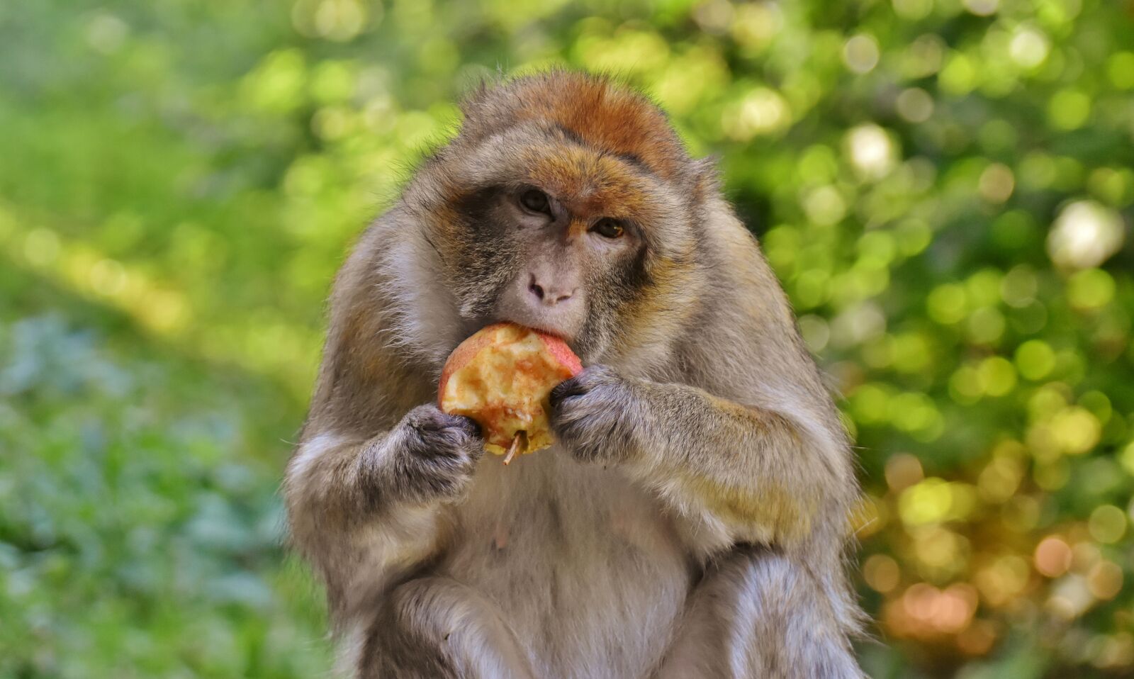 Nikon D7200 sample photo. Barbary ape, endangered species photography