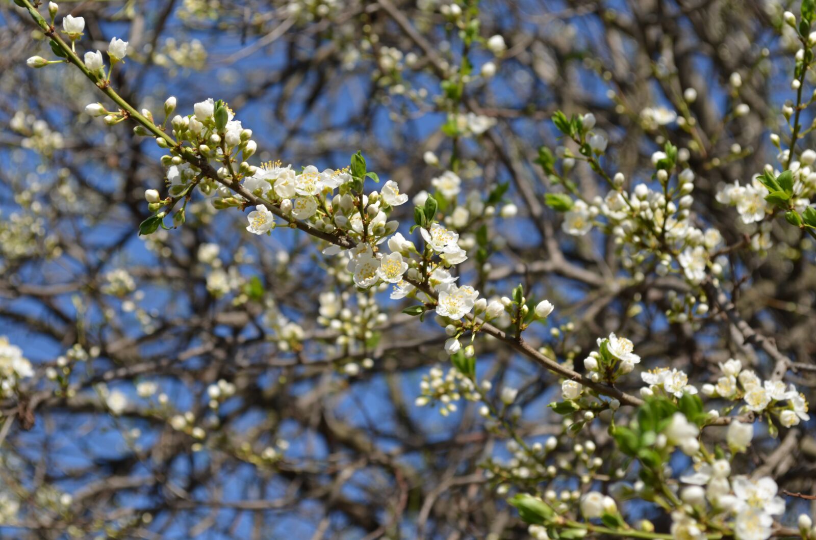 Nikon D5100 sample photo. Flowers, white, tree photography