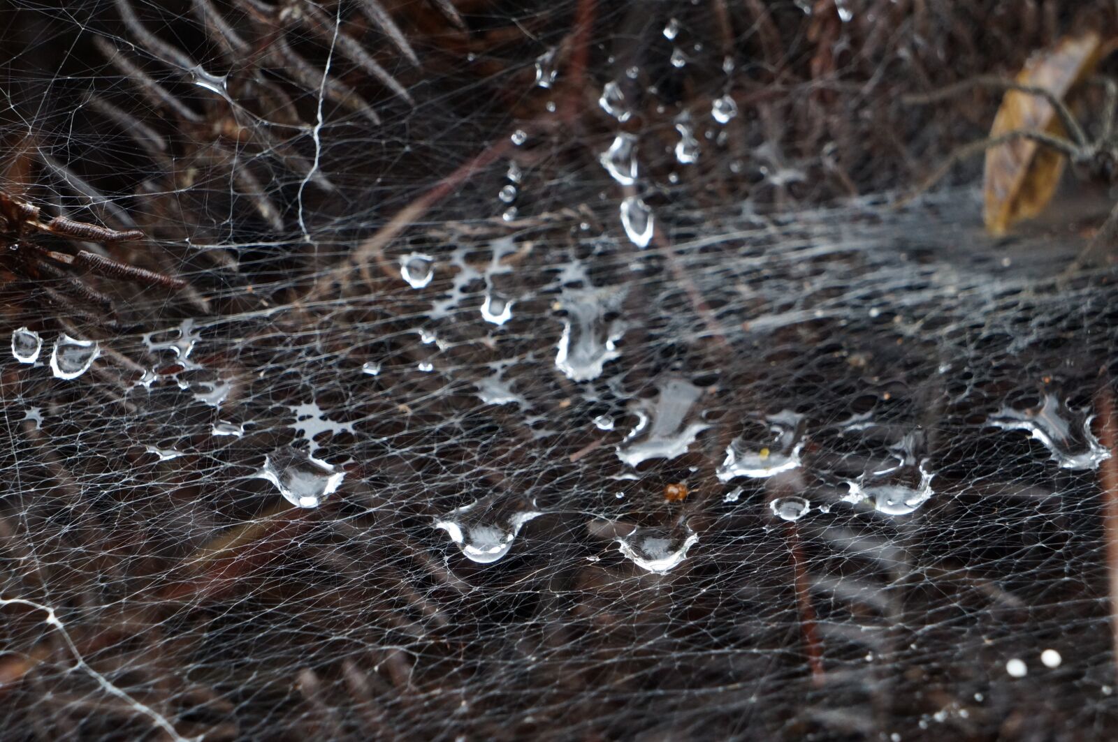 Sony Alpha NEX-F3 + Sony E 18-55mm F3.5-5.6 OSS sample photo. Drops, net, nature photography