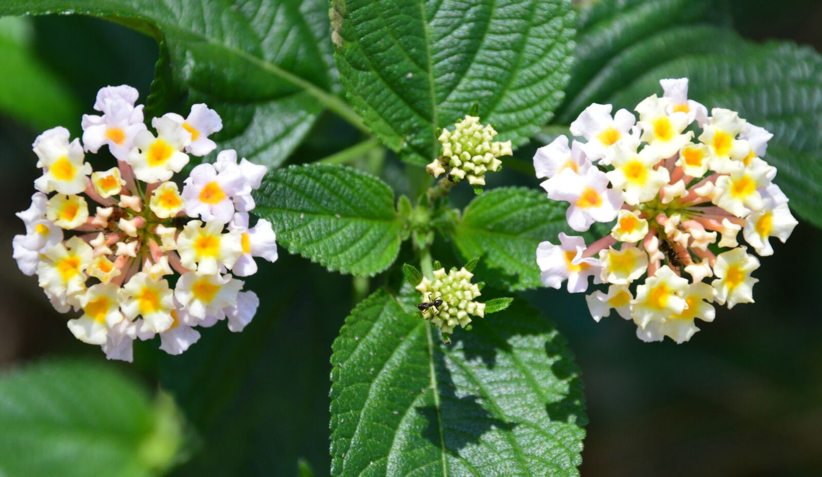 Nikon D3200 sample photo. Flower, ant, nature photography