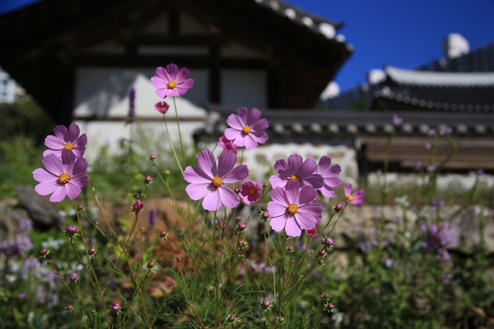 Canon EOS 6D + Canon EF 24-105mm F4L IS USM sample photo. Cosmos, flowers, nature photography