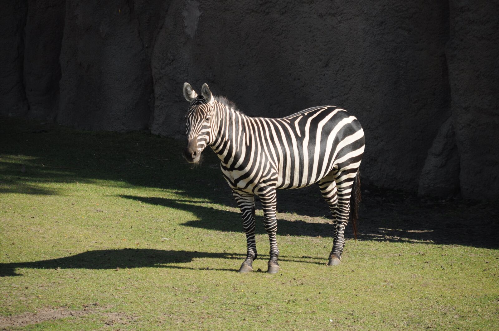 Nikon D5000 sample photo. Mammal, nature, animal world photography