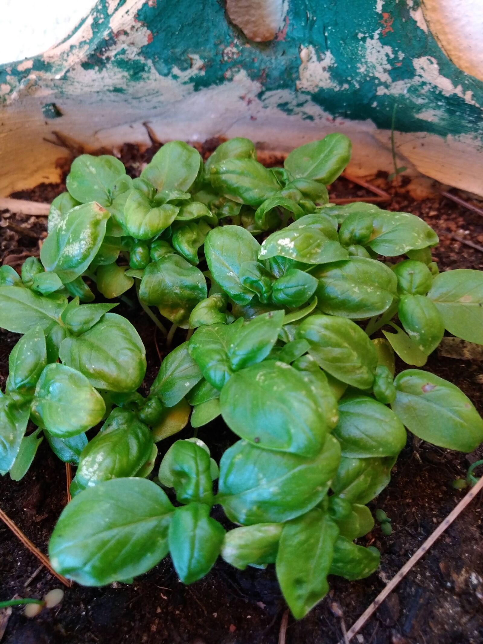 HUAWEI GR3 2017 sample photo. Basil, plant, nature photography
