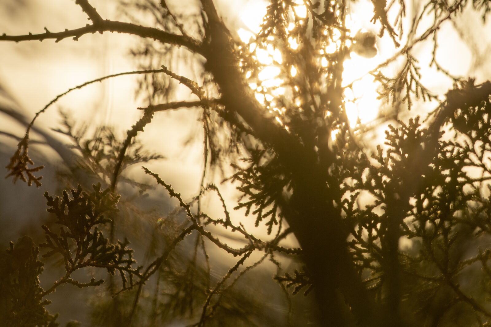 Nikon D7500 sample photo. Nature, sunrise, trees photography