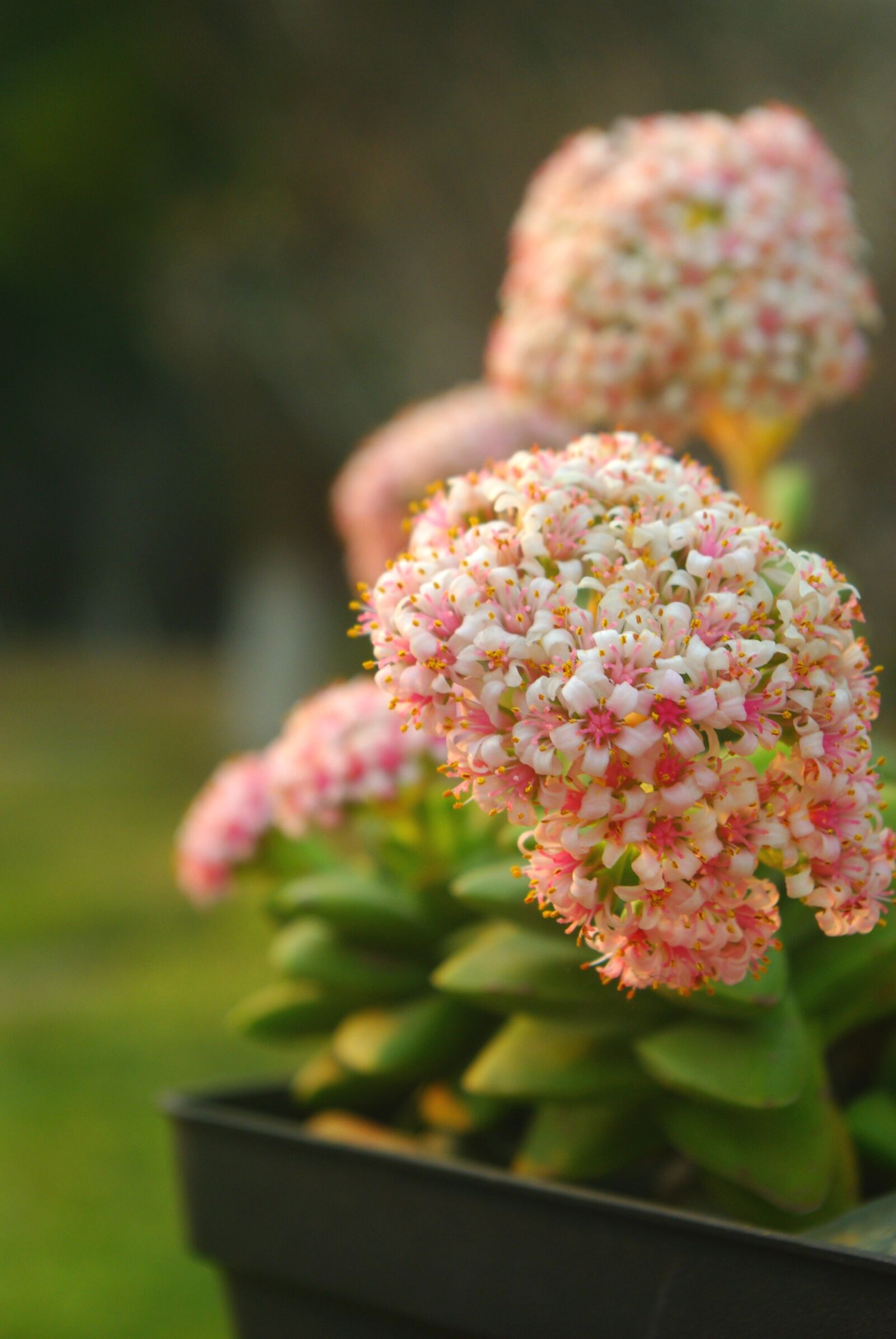 Pentax K200D sample photo. The fleshy, plant, potted photography