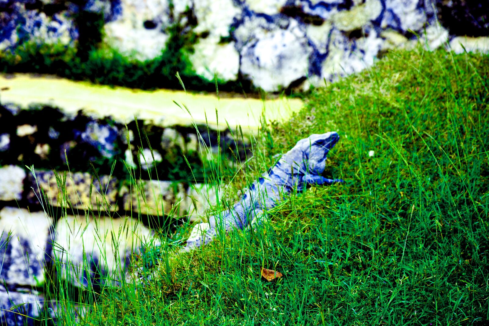 Nikon D7100 sample photo. Green, old, lizard photography