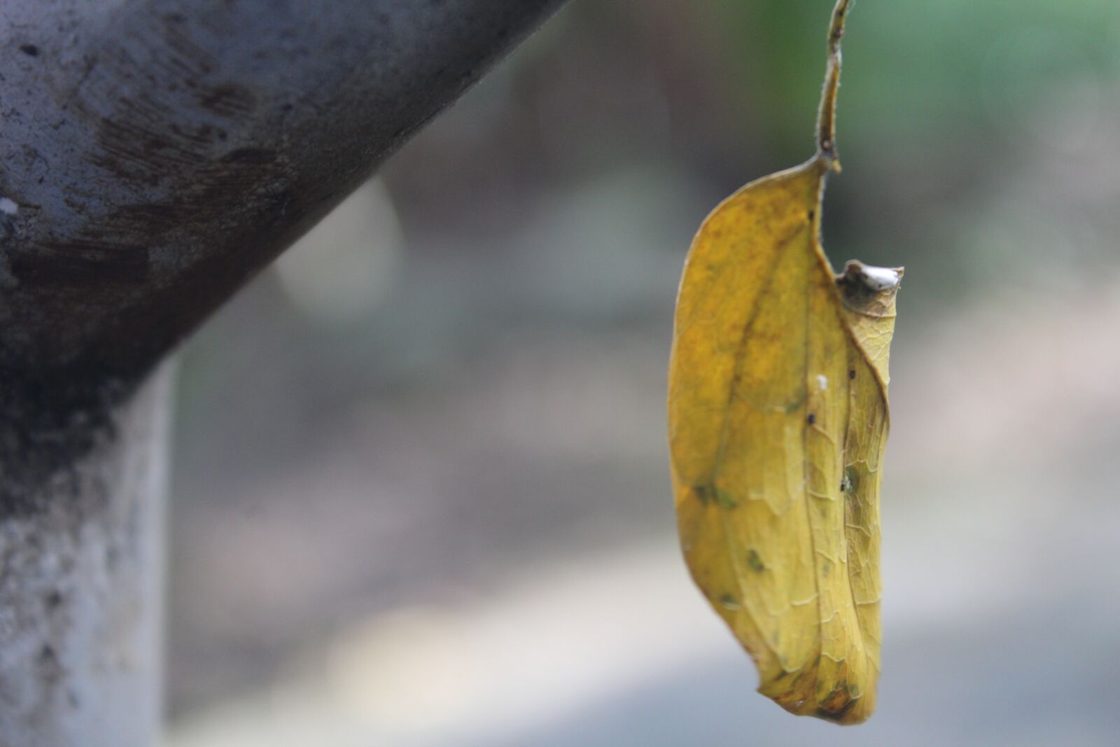 Canon EOS 1200D (EOS Rebel T5 / EOS Kiss X70 / EOS Hi) sample photo. Leaf, photography, garden photography