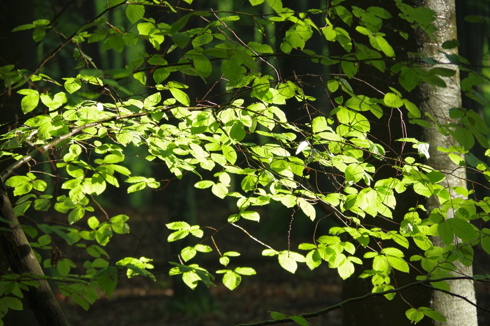 Pentax K-70 sample photo. Leaves, green, nature photography
