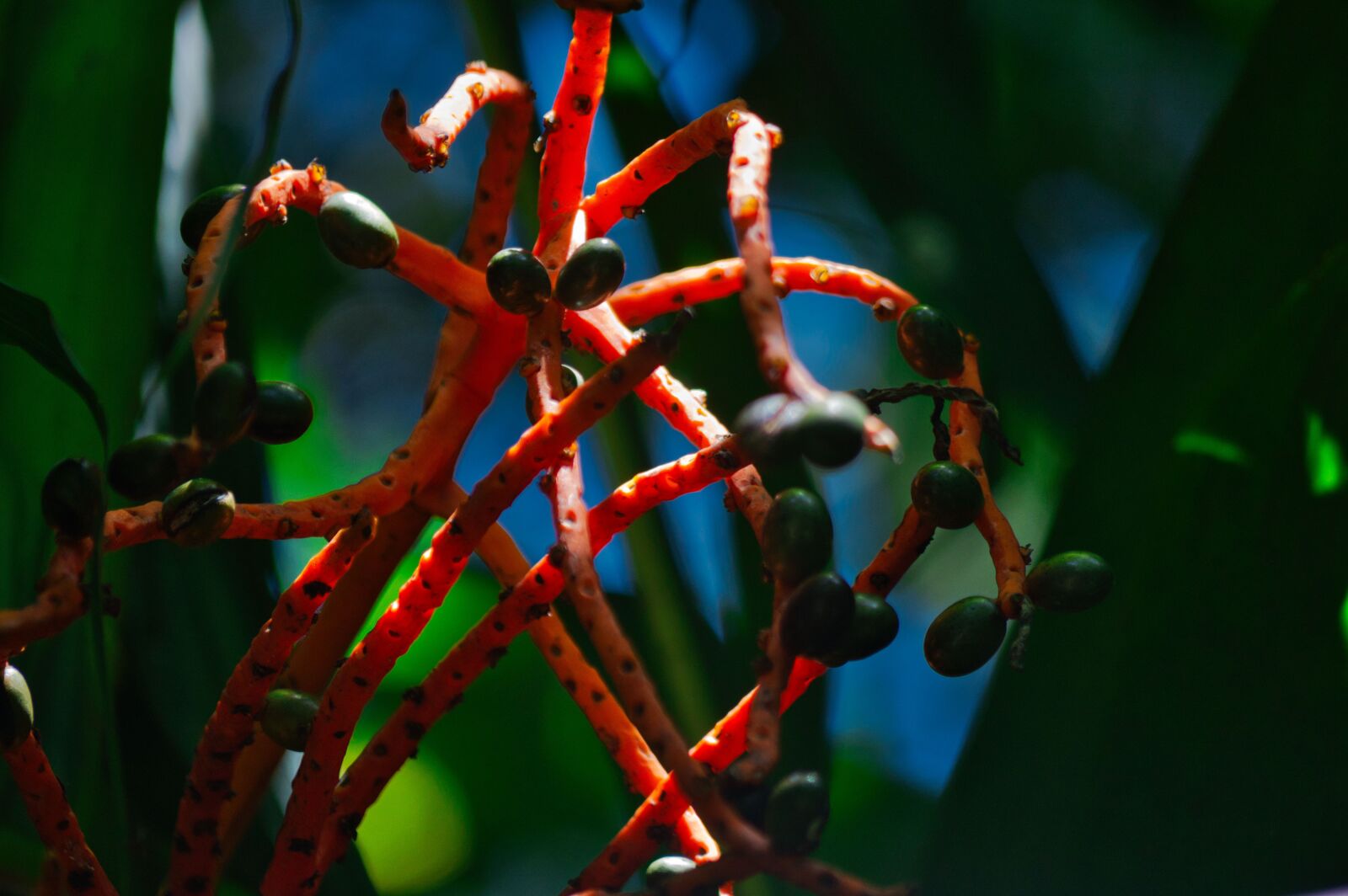 Nikon D3200 sample photo. Costa rica, plant, flower photography