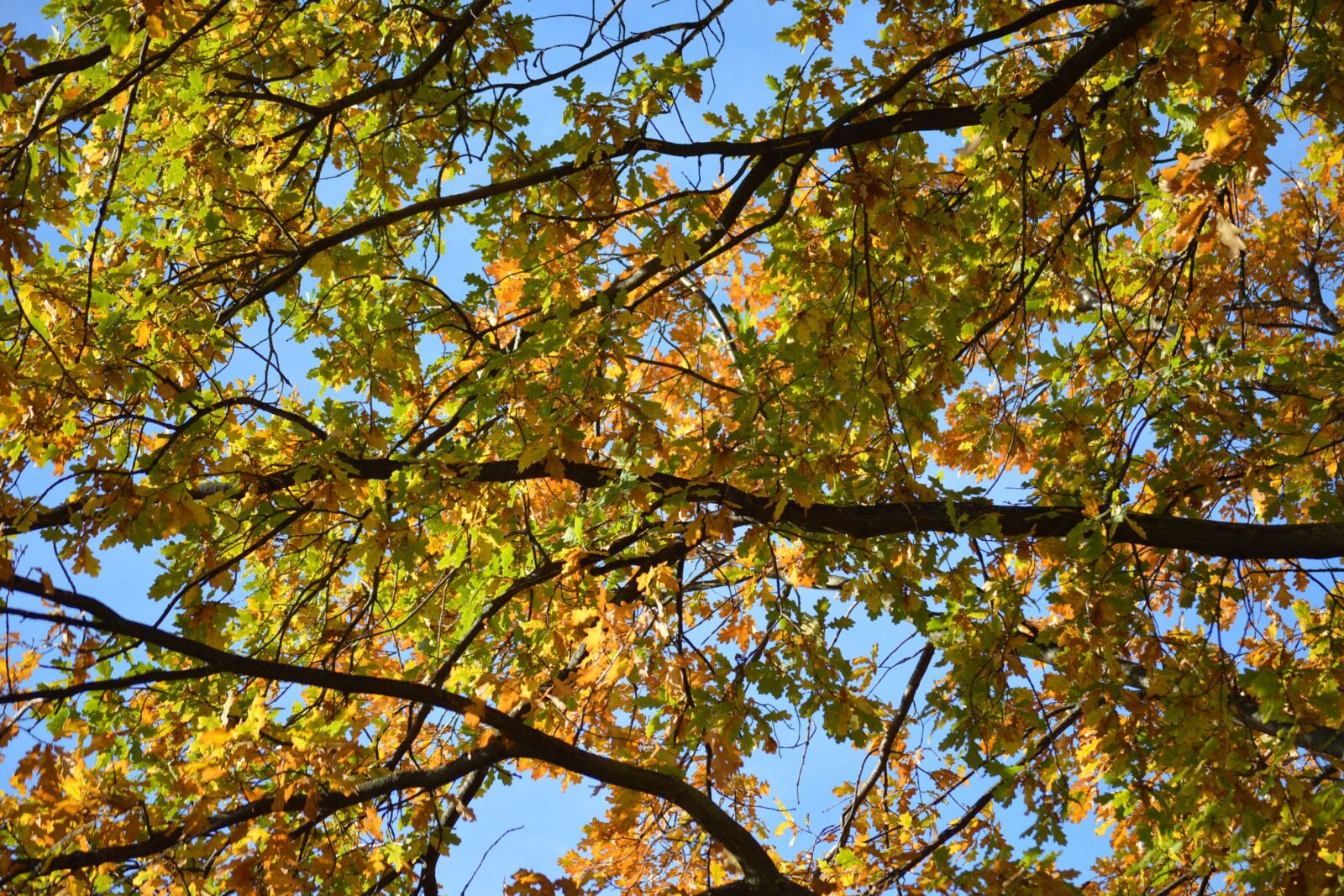 Nikon D3200 sample photo. Autumn, fall, branches photography