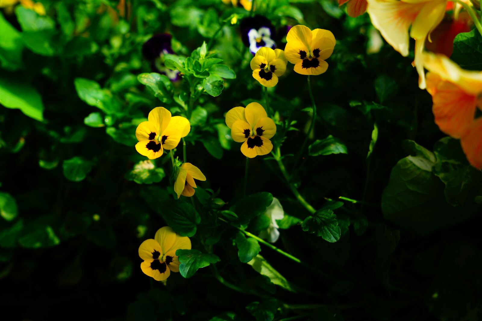 Sony a7R II + Sony Vario Tessar T* FE 24-70mm F4 ZA OSS sample photo. Flower cat face, adonis photography