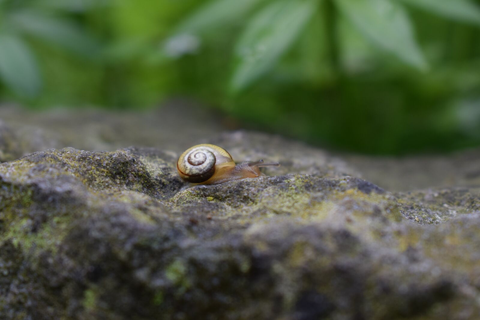 Nikon D5300 sample photo. Snail, stone, small photography