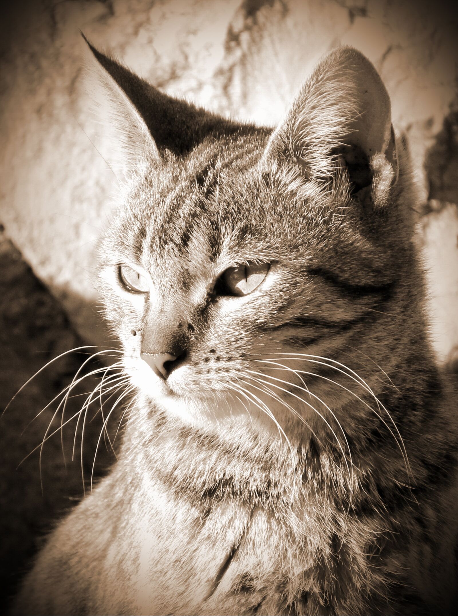 Canon EOS 550D (EOS Rebel T2i / EOS Kiss X4) sample photo. Cat, animal, pet photography
