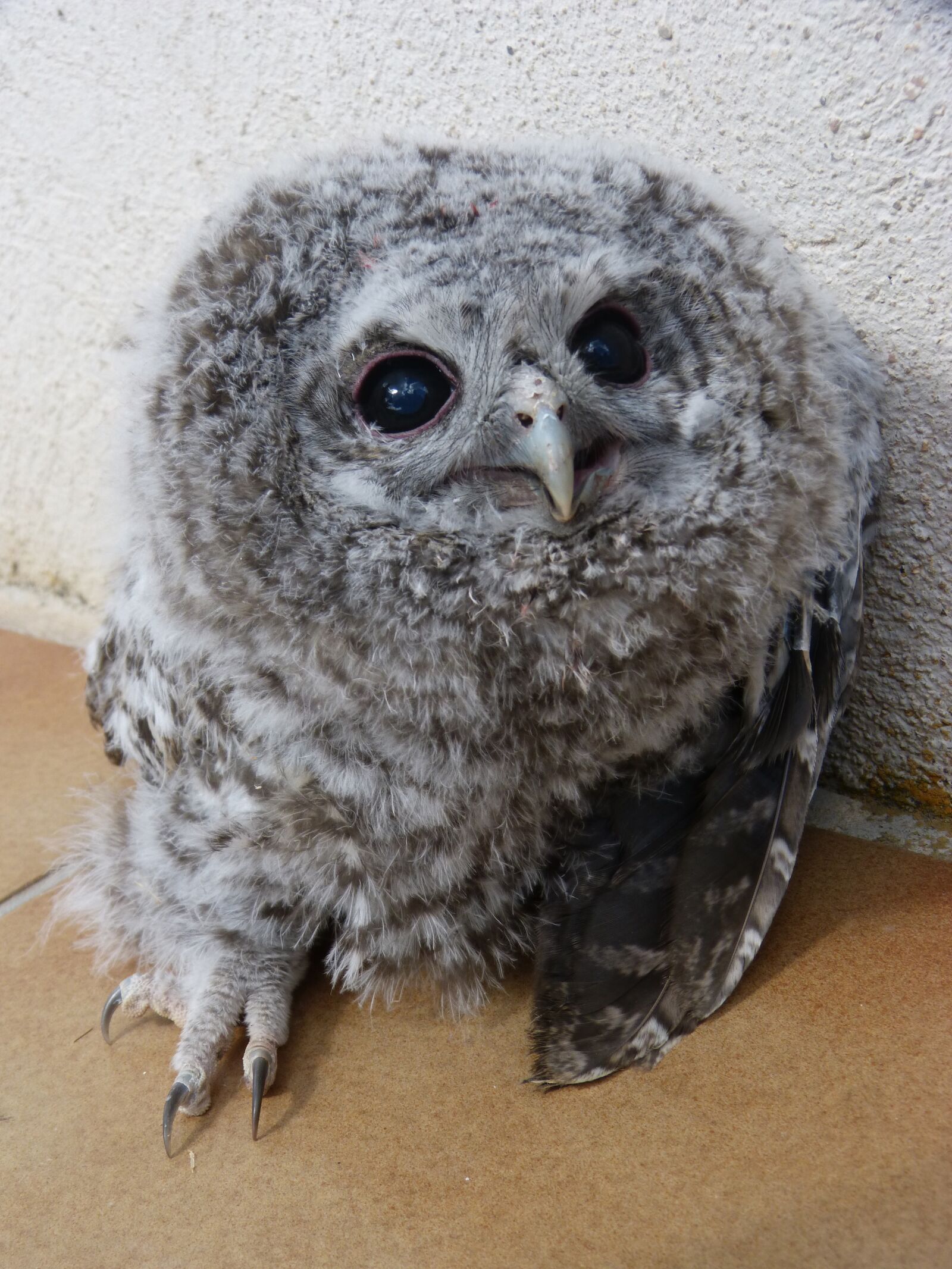 Panasonic DMC-FZ62 sample photo. Tawny owl, gamar s photography
