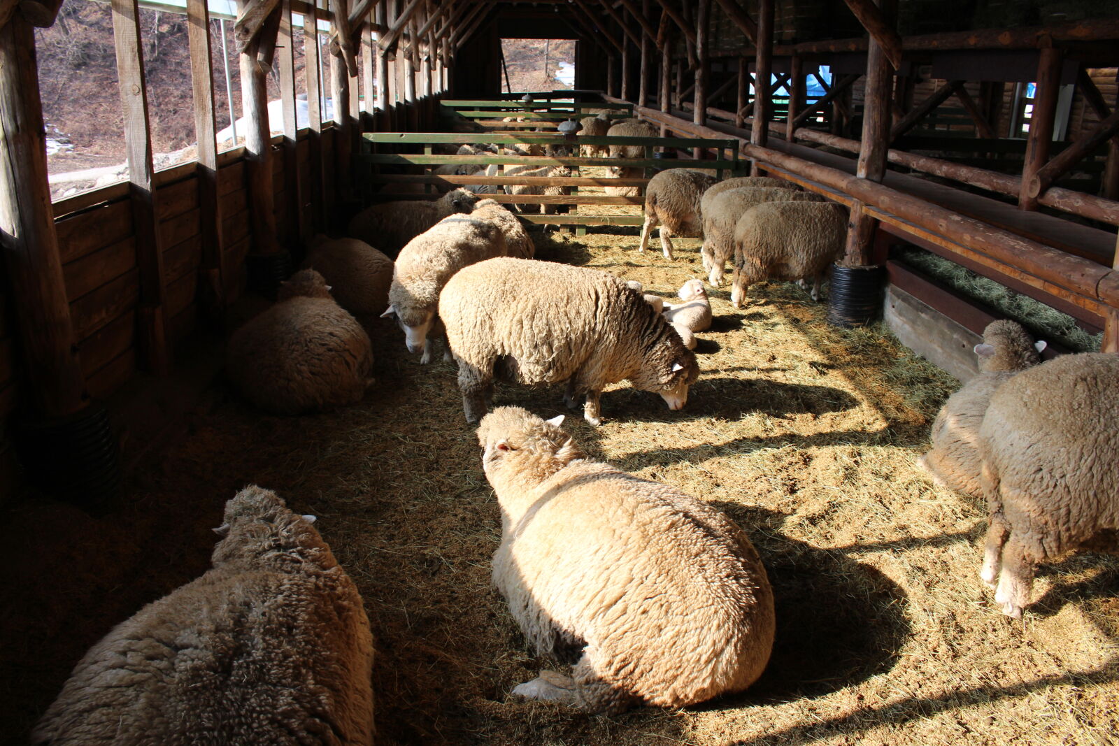Canon EOS 700D (EOS Rebel T5i / EOS Kiss X7i) sample photo. Korea, sheep, sheep, ranch photography