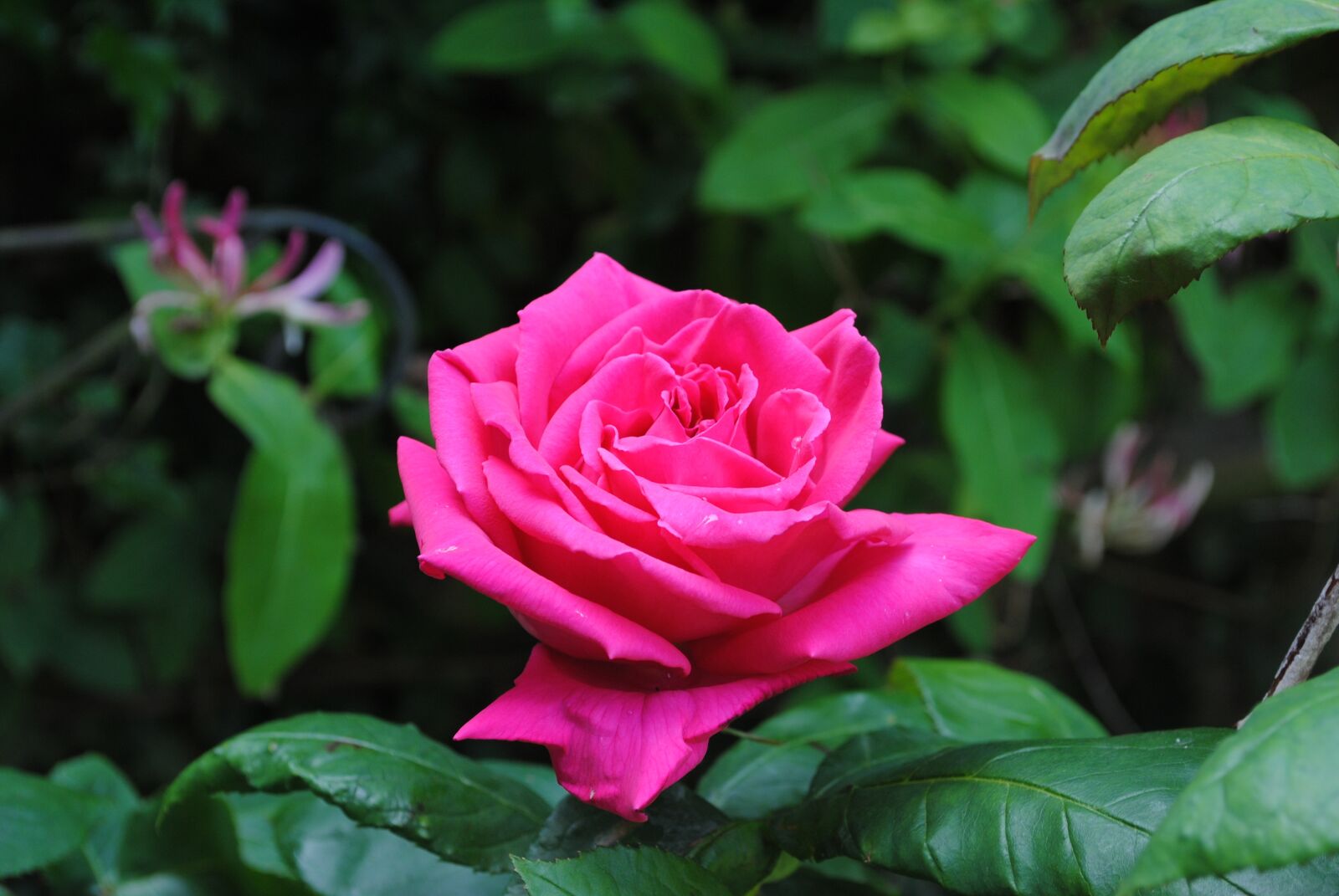 Nikon D3000 sample photo. Rose, petal, flower photography